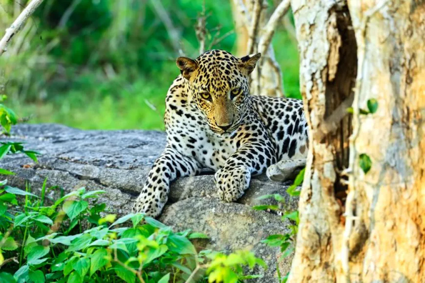 Yala's Iconic Wildlife