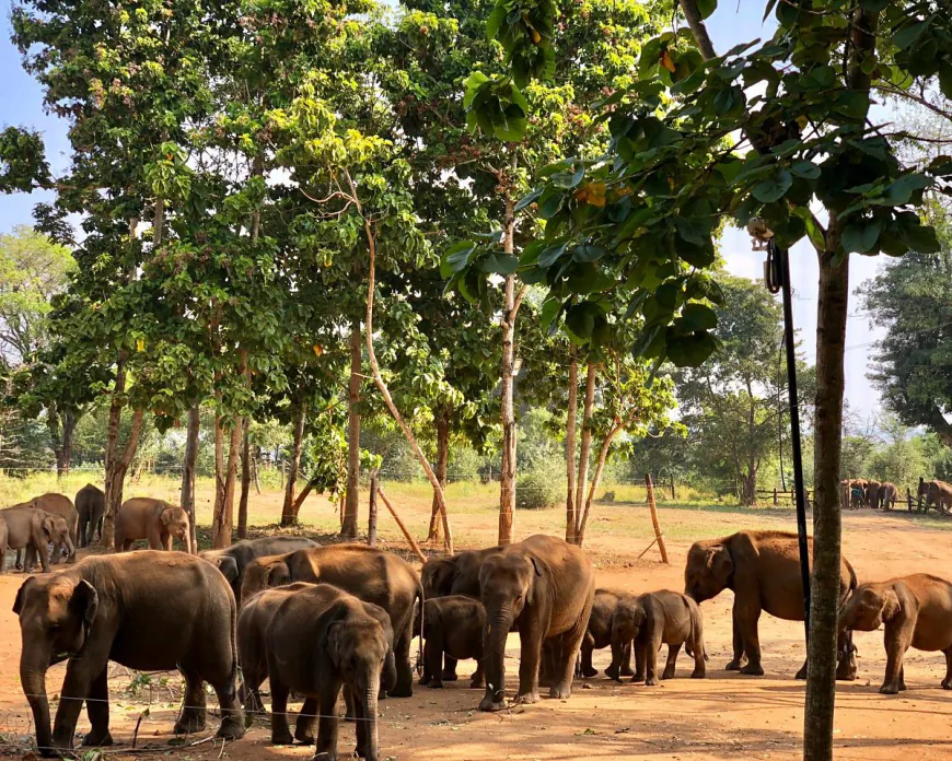 Elephant Sanctuary Overview