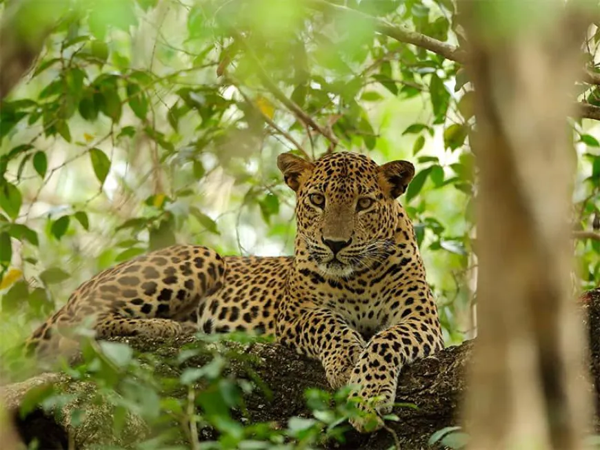 Discover Leopard Country