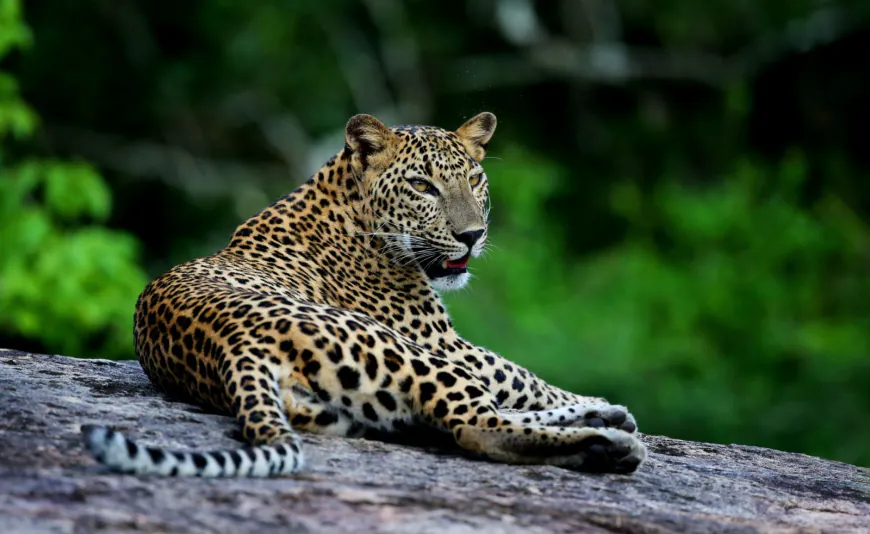 Yala's Leopard Ecosystem