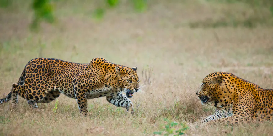 Peak Leopard Viewing Seasons