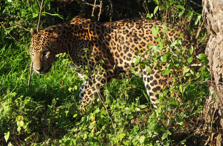 Leopard Tracking Hotspots