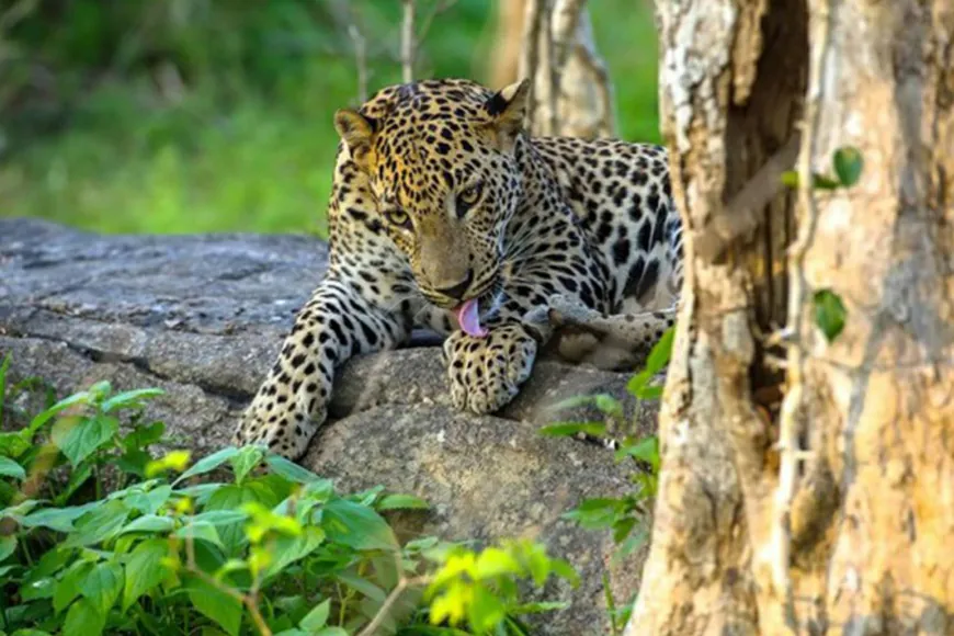 Sri Lanka's Wildlife Gem