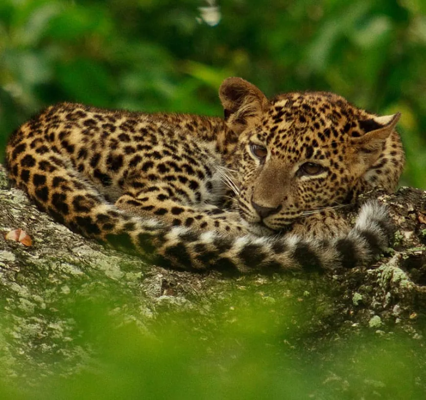 Yala's Leopard Population Overview