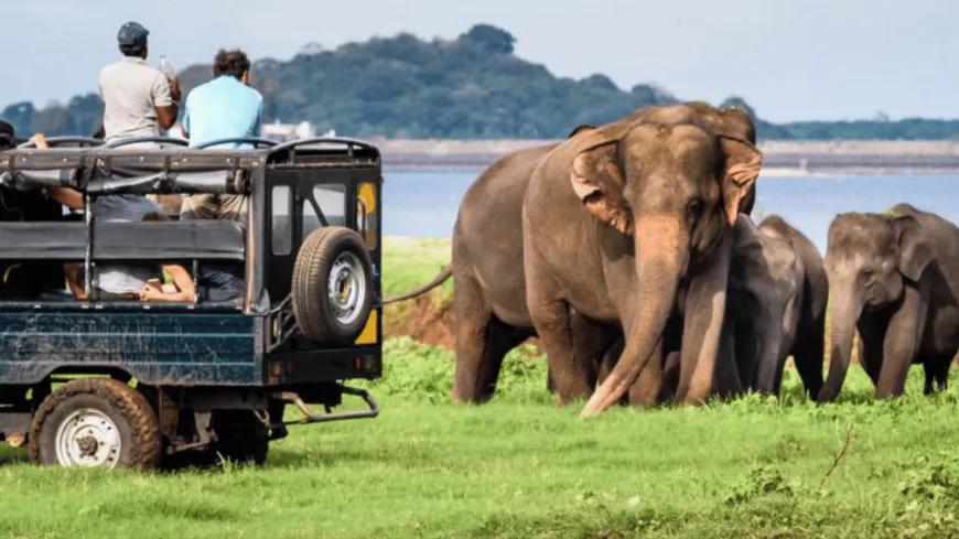 Udawalawe vs Yala Safari