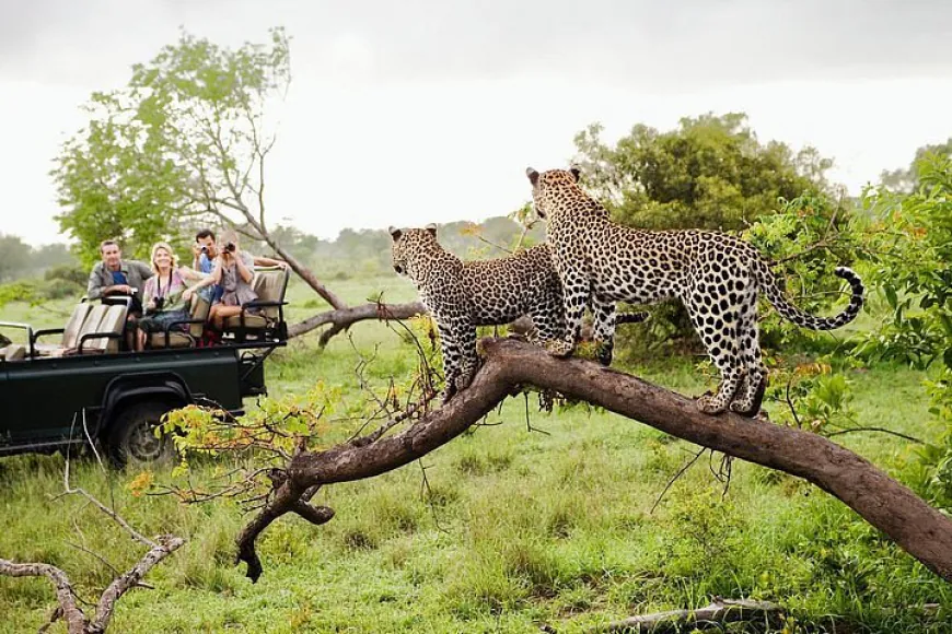 How Weather Impacts Wildlife Viewing in National Park Yala