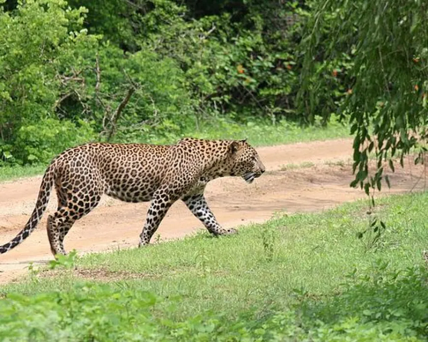 Yala's Avian Paradise