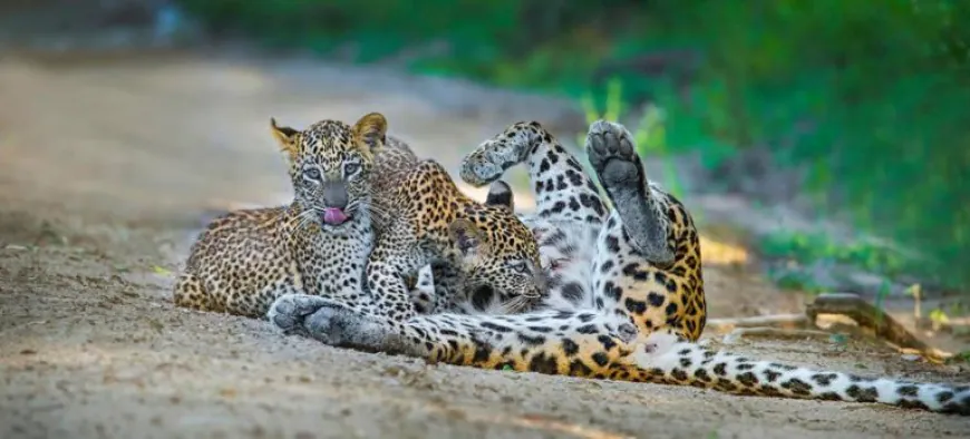 Leopard Protection Initiatives