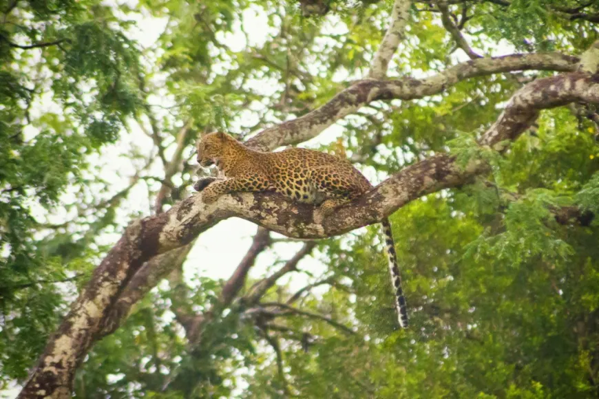 Yala's Diverse Ecosystems