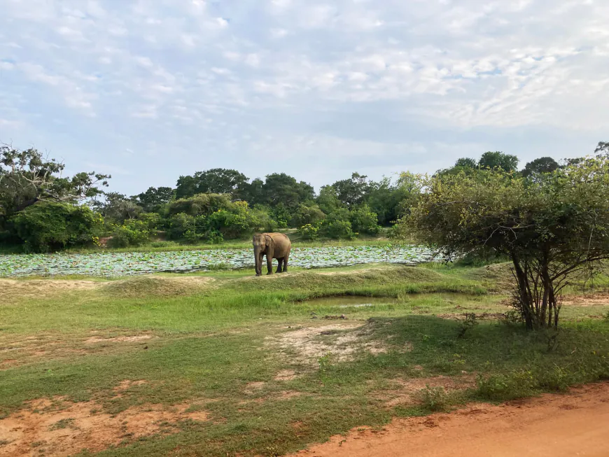 Safari Planning Essentials