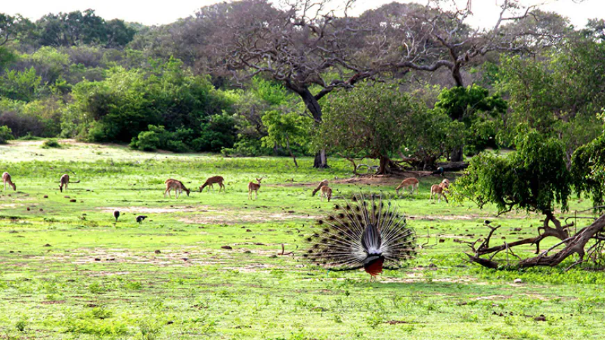 Yala: Sri Lanka's Biodiversity Haven