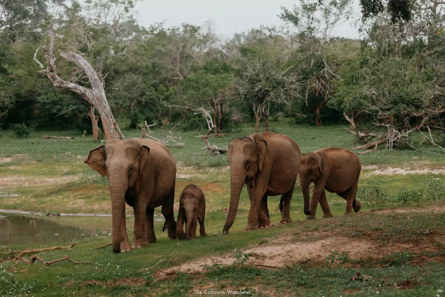 Safari Planning Essentials