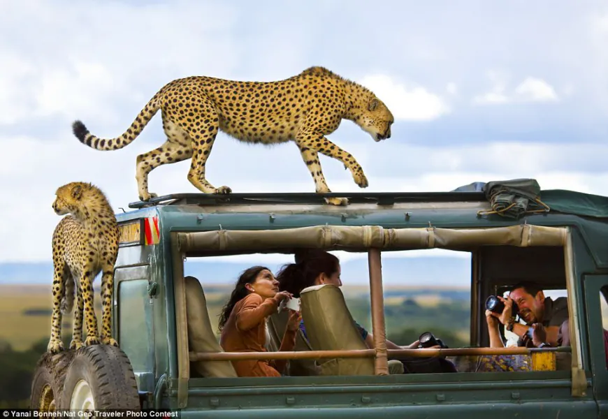 Safety During Safari Rides