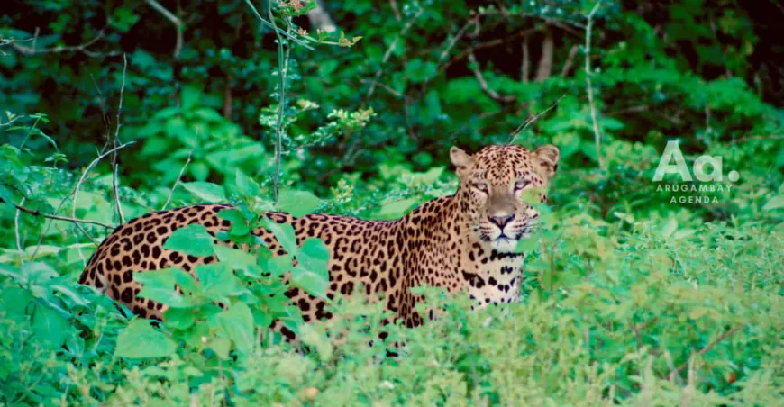 Unforgettable Yala Safari Awaits