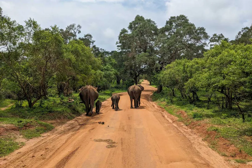 Yala Park at a Glance