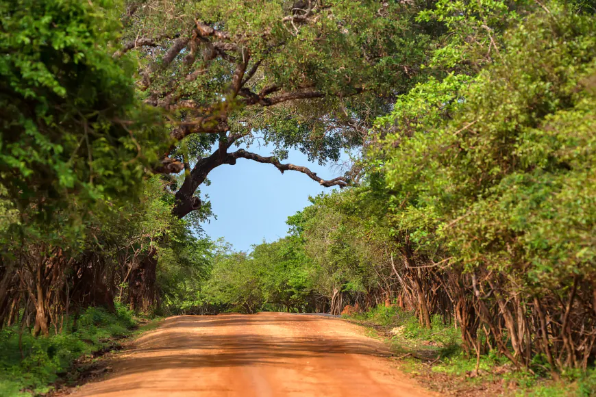 Yala's Diverse Flora