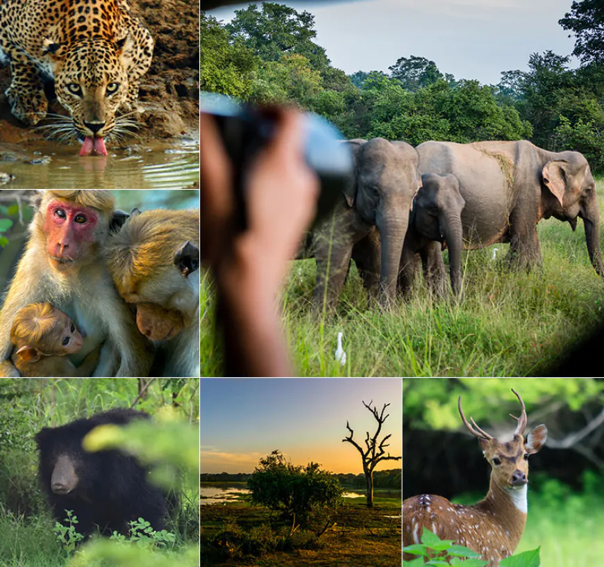 Yala's Majestic Wildlife