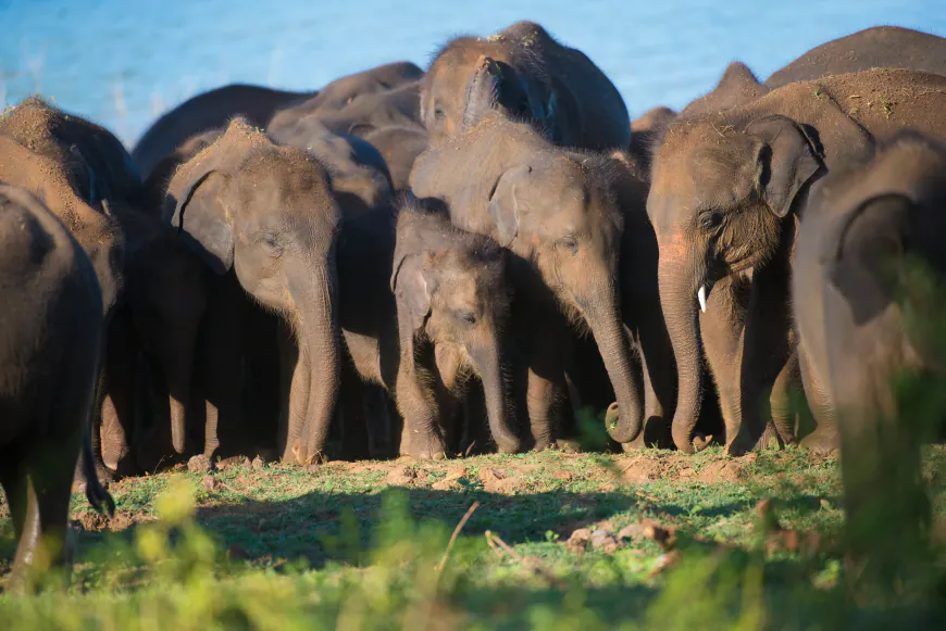 Yala's Iconic Mammals