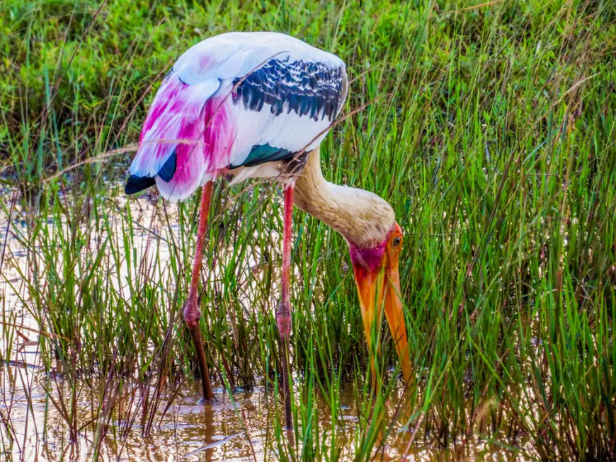 Yala's Avian Diversity