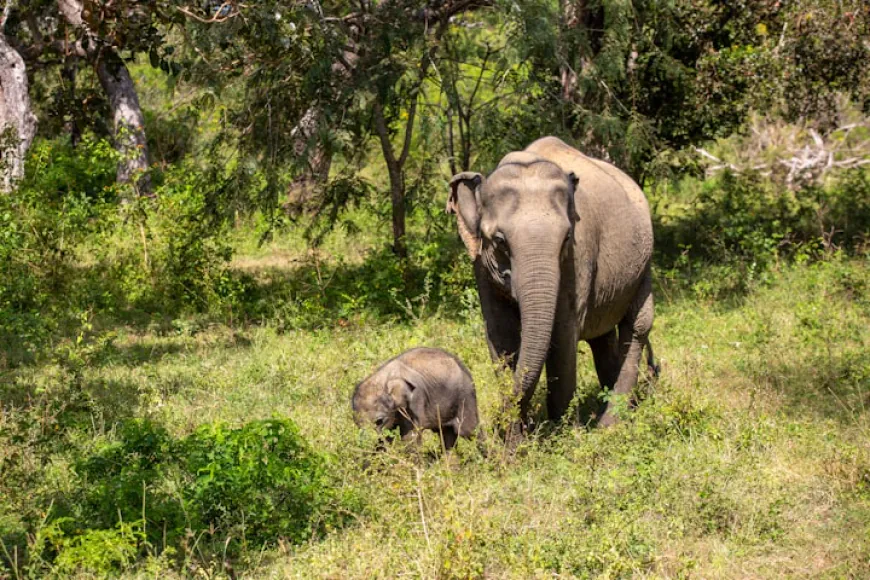 Yala's Signature Species