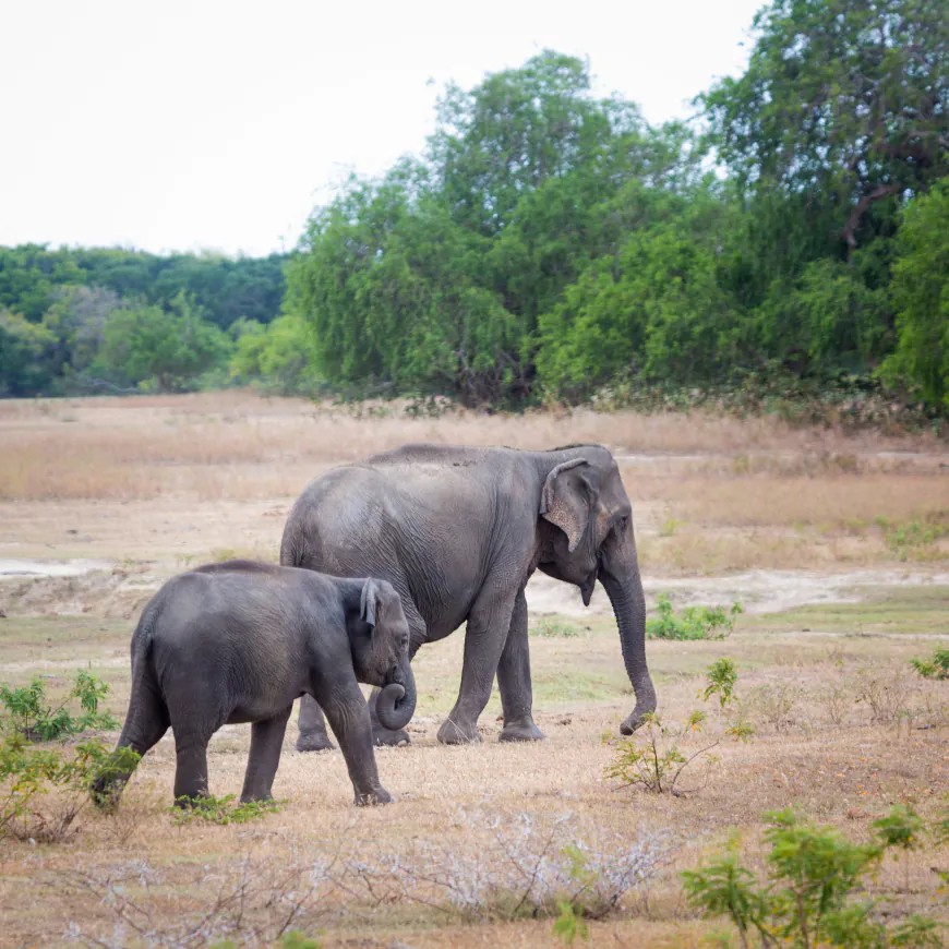 Wildlife Viewing Tips