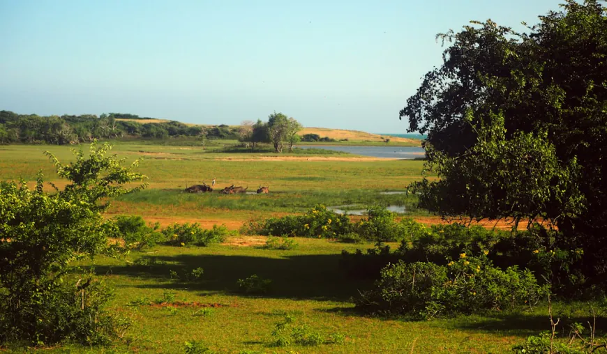 Yala Leopard Safari Guide