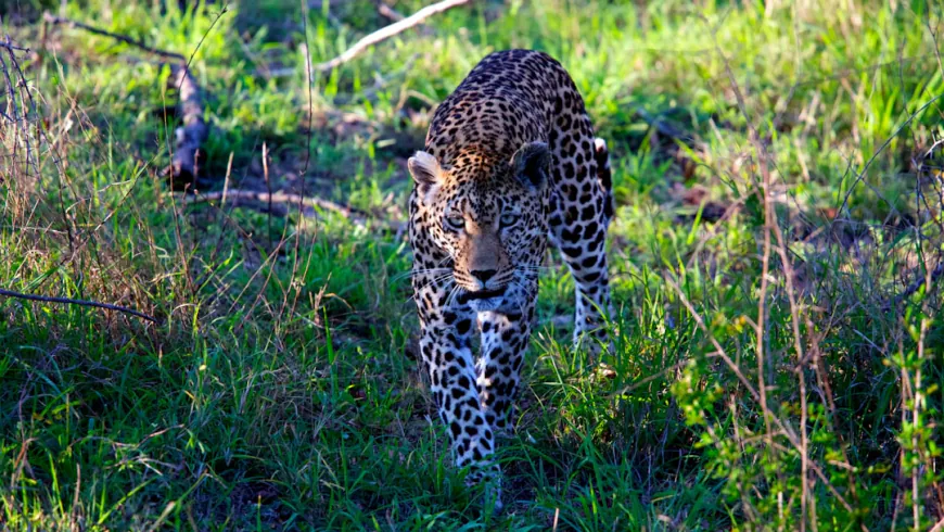 Yala Leopard Spotting Guide