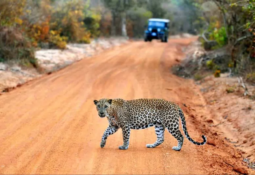 Leopard Tracking Hotspots