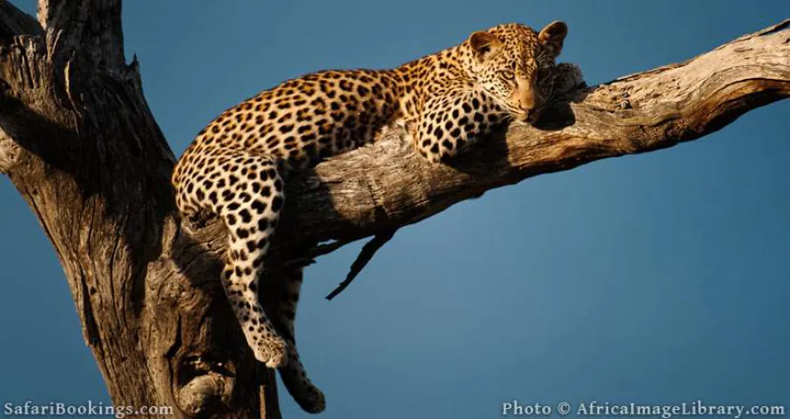 Leopard Safari Photography Tips