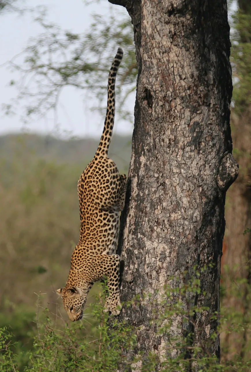 Yala Leopard Safari