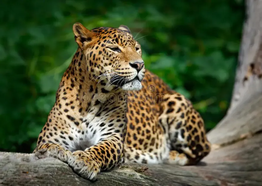 Leopard Protection Strategies