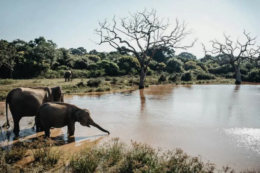 Wildlife Viewing Hotspots